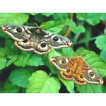 Emperor Moth pavonia 15 eggs